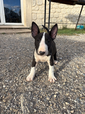 Étalon Bull Terrier - Axor mercedes Des Minis De Ryosie