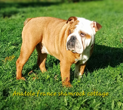 Étalon Bulldog Anglais - Anatole france Shamrock Cottage