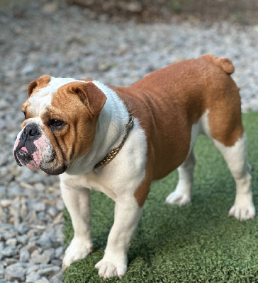 Étalon Bulldog Anglais - Vicomte Land van mechelaar