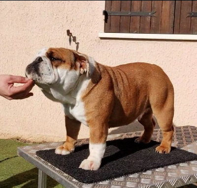 Étalon Bulldog Anglais - Tagada des Roxa-Lina