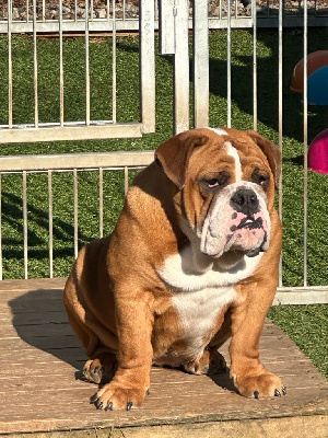 Étalon Bulldog Anglais - Victoire Bull's In Skate