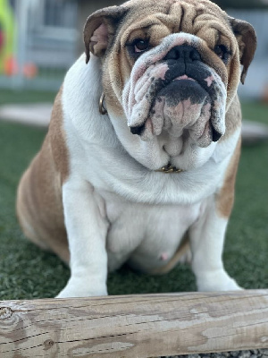 Étalon Bulldog Anglais - The queen secret Bull's In Skate