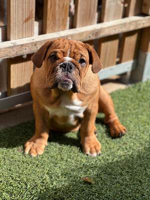 Étalon Bulldog Anglais - Athena Bull's In Skate