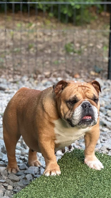 Étalon Bulldog Anglais - Ofeli Land van mechelaar
