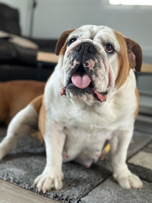 Étalon Bulldog Anglais - Simone secret Bull's In Skate