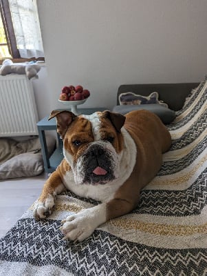 Étalon Bulldog Anglais - Rose-marie du royaume de nelson