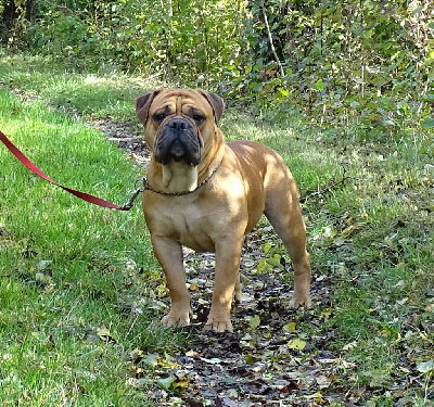 Étalon Bulldog continental - Viking de Peyriac de Mer