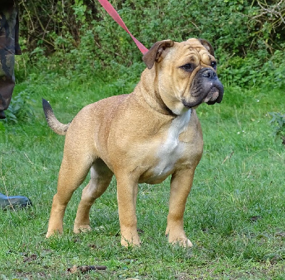 Étalon Bulldog continental - Alabama Des Conti's Ador