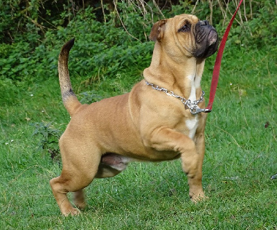 Étalon Bulldog continental - Apollo Des Conti's Ador