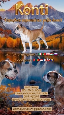 Étalon Bulldog continental - CH. Yapafoto Tapamieux mijn konti