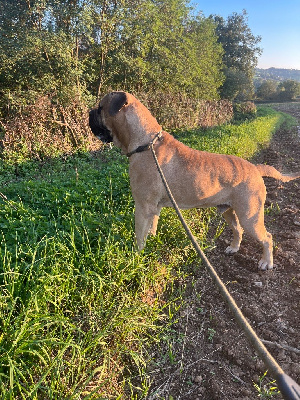 Étalon Bullmastiff - Vercingetorix nikobull's (Sans Affixe)