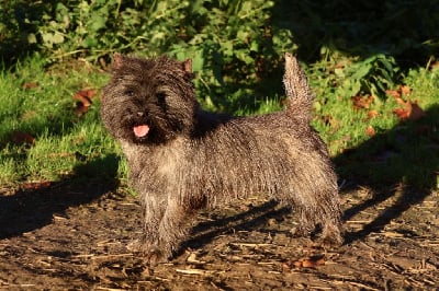 Étalon Cairn Terrier - Twister de la terrardiere