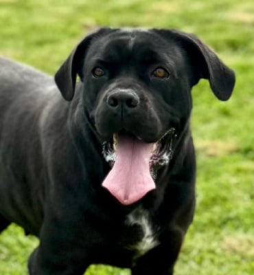 Étalon Cane Corso - Tessa Des Quatre Pattes De La Sensée