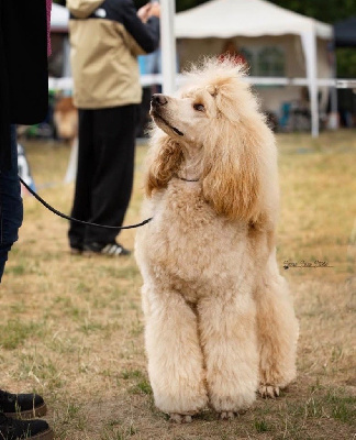 Étalon Caniche - CH. Rhett butler ( grand caniche ) ze sfory chirona