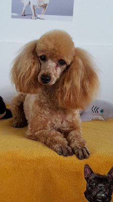 Étalon Caniche - Venise Du domaine di l'Angeli