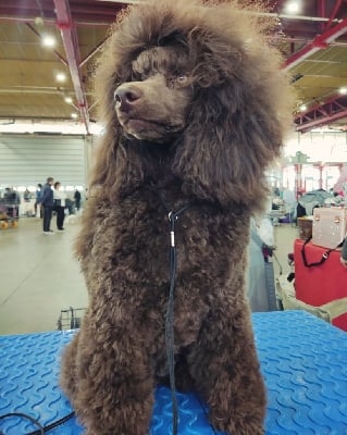 Étalon Caniche - Le Royaume De Loz'ayre Velvet beautiful brown