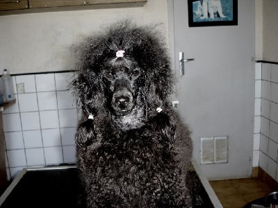 Étalon Caniche - Victoire du clos chanturgue