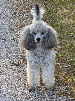 Étalon Caniche - Uliana rose du Calife des Nuits Grises