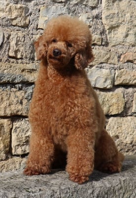 Étalon Caniche - Vivaldi dit hugo Des poupons frises}