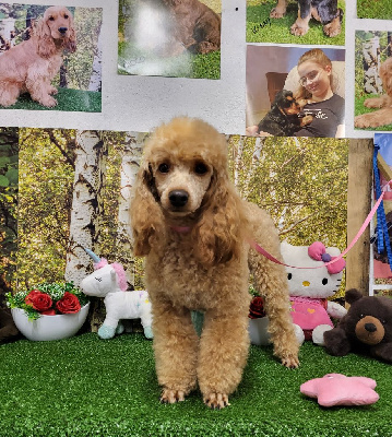 Étalon Caniche - Vecchia porto Du domaine di l'Angeli