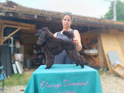 Étalon Caniche - Dreamond Bonnie anderson