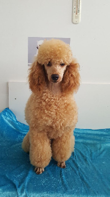 Étalon Caniche - U' vanille Du domaine di l'Angeli