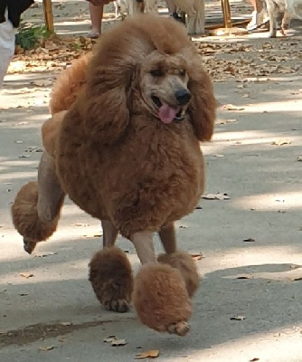 Étalon Caniche - Vitalis Des Naïades Du Pays Des Cigalous