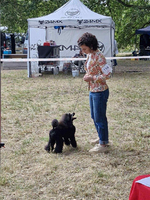 Étalon Caniche - Vegas Des babys d'emporda