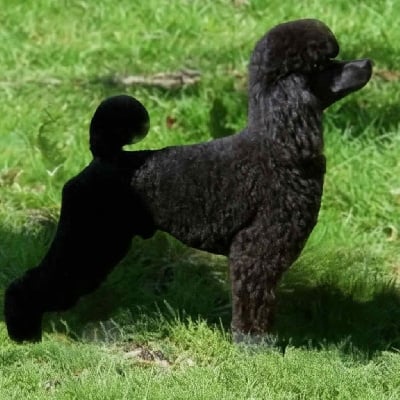 Étalon Caniche - Phalone du Loup au Grand Coeur