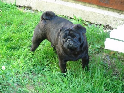 Étalon Carlin - Ulyss De Magnifique River