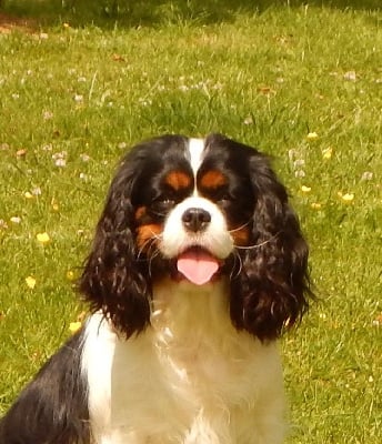 Étalon Cavalier King Charles Spaniel - Uilona de la cascade de blangy