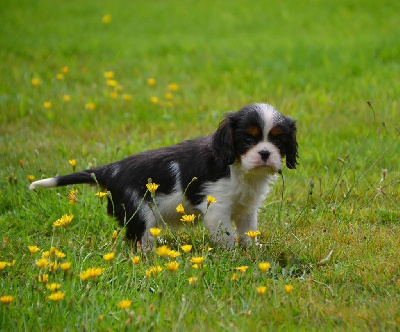 Étalon Cavalier King Charles Spaniel - Anyone can love or be loved Des Cavaliers Du Prieuré