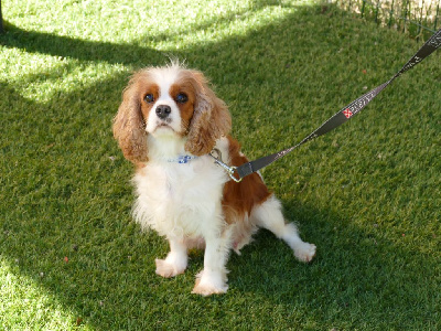 Étalon Cavalier King Charles Spaniel - Una dite uline Du Temps Des Amazones