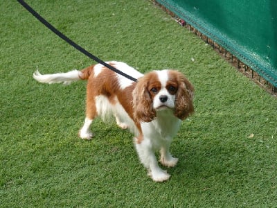 Étalon Cavalier King Charles Spaniel - Ursula Du Temps Des Amazones
