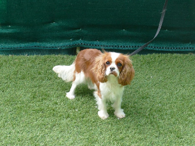 Étalon Cavalier King Charles Spaniel - Vyta Du Temps Des Amazones