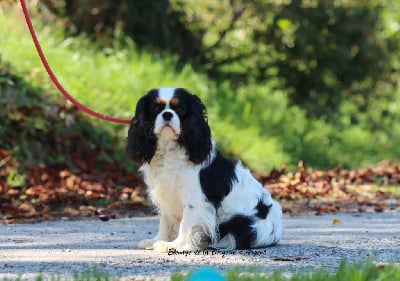 Étalon Cavalier King Charles Spaniel - Upper de la bergerie d'argent