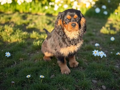 Étalon Cavalier King Charles Spaniel - Magic's Legend Archi