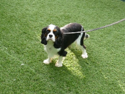 Étalon Cavalier King Charles Spaniel - Villow Du Temps Des Amazones