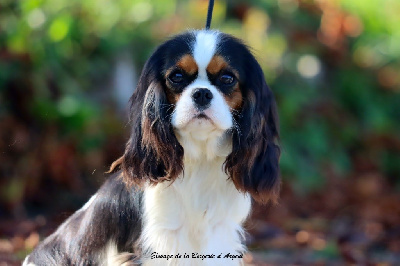 Étalon Cavalier King Charles Spaniel - Vanille de la bergerie d'argent