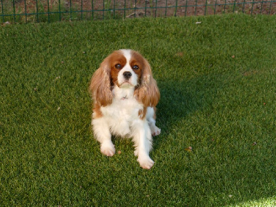 Étalon Cavalier King Charles Spaniel - Utopia Du Temps Des Amazones