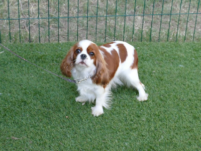 Étalon Cavalier King Charles Spaniel - Uska Du Temps Des Amazones