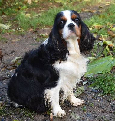 Étalon Cavalier King Charles Spaniel - Violine De la combe berail