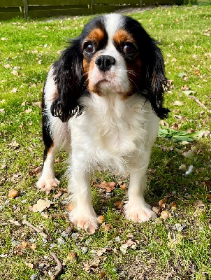 Étalon Cavalier King Charles Spaniel - Tash Des Vents D'Océan