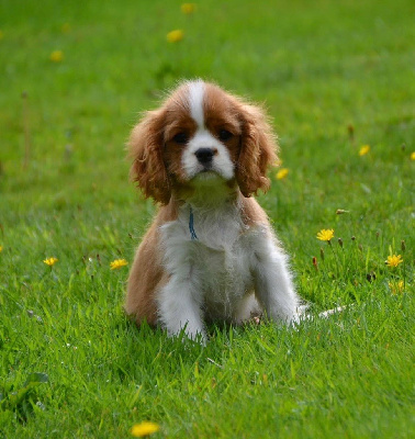 Étalon Cavalier King Charles Spaniel - Arya stark Des Cavaliers Du Prieuré