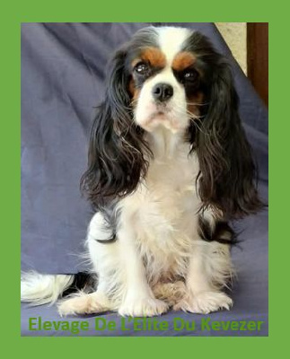 Étalon Cavalier King Charles Spaniel - Tibye De L'Elite Du Kevezer