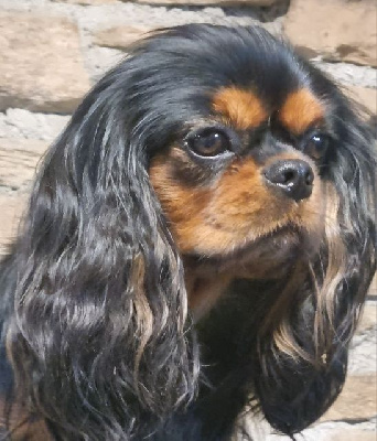 Étalon Cavalier King Charles Spaniel - Ukara sunrise Des Petits Charlots