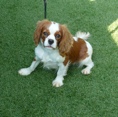 Étalon Cavalier King Charles Spaniel - Volta Du Temps Des Amazones