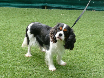 Étalon Cavalier King Charles Spaniel - Una Du Temps Des Amazones