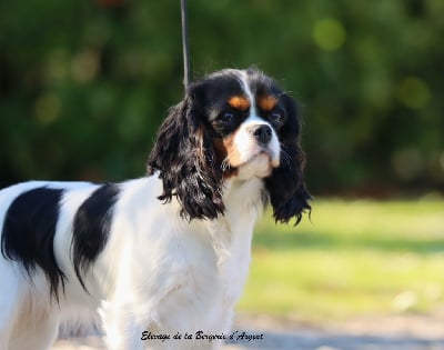 Étalon Cavalier King Charles Spaniel - Venezia de la bergerie d'argent