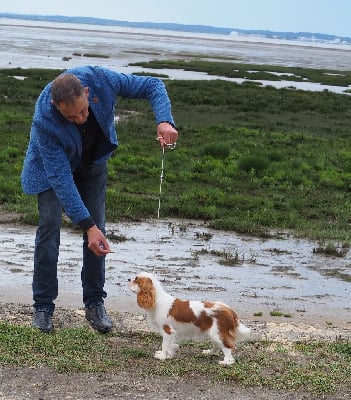 Étalon Cavalier King Charles Spaniel - Unique Of little by little